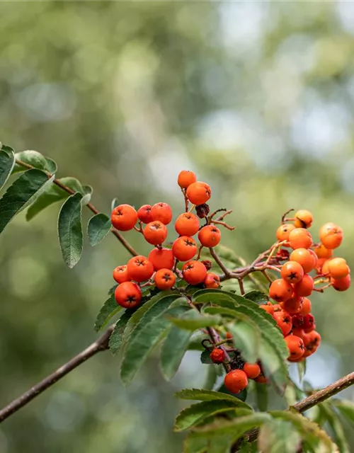 Sorbus aucuparia