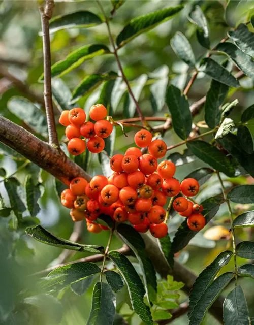 Sorbus aucuparia