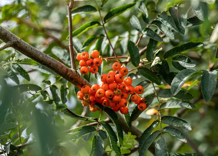 Sorbus aucuparia