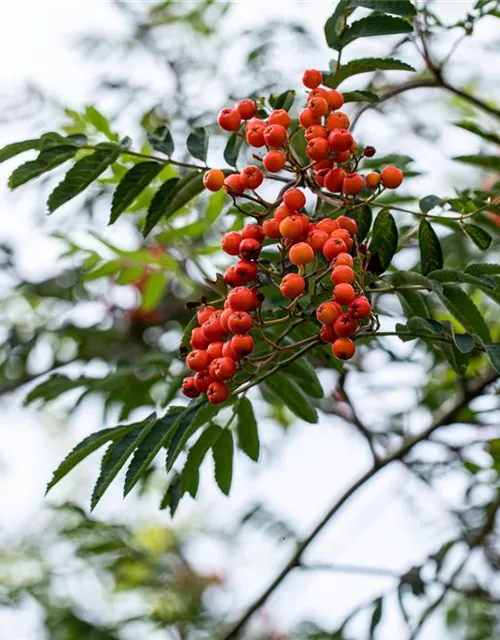 Sorbus aucuparia