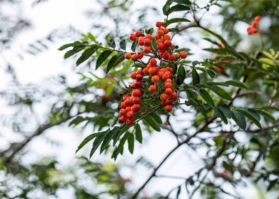 Sorbus aucuparia