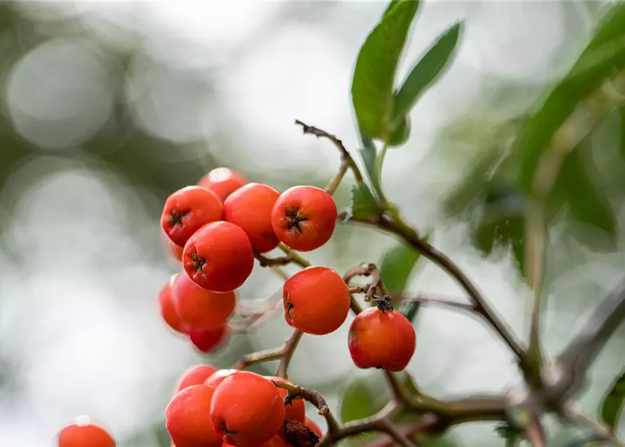 Sorbus aucuparia