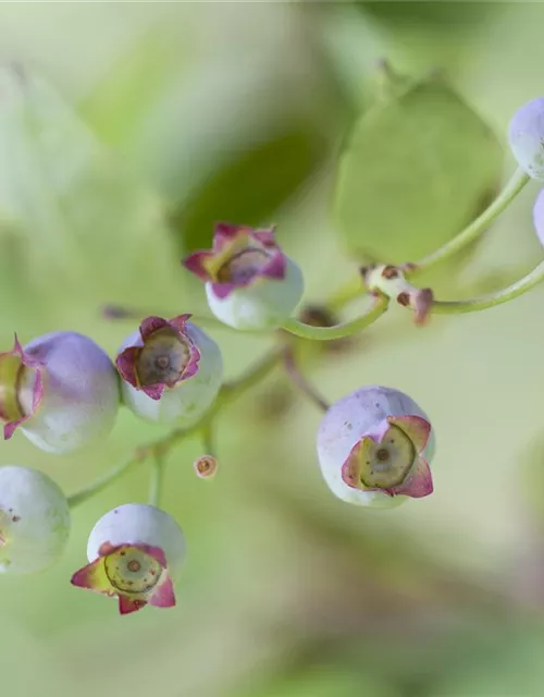 Vaccinium corymbosum