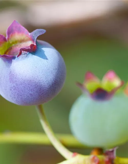 Vaccinium corymbosum