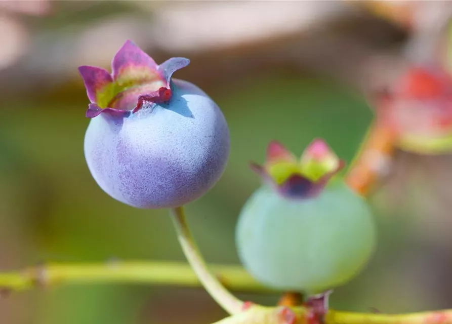 Vaccinium corymbosum