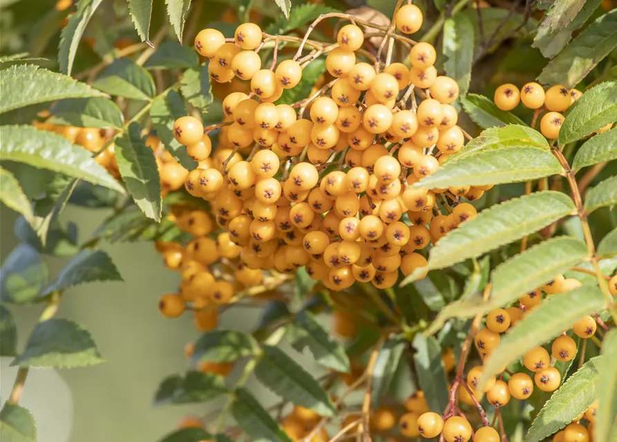 Sorbus aucuparia 'Autumn Spire'®