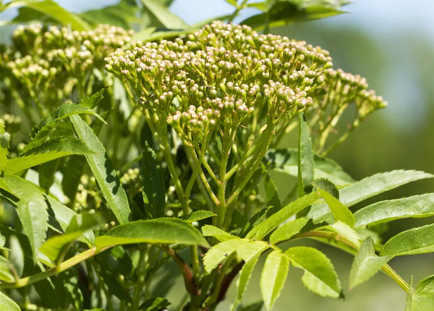 Sorbus aucuparia 'Autumn Spire'®