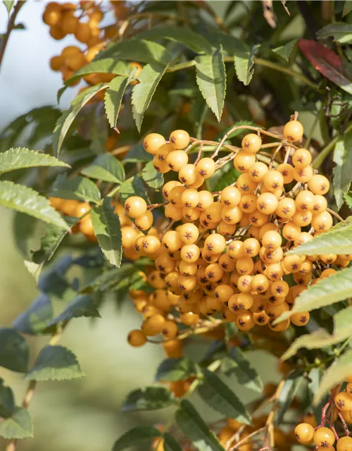 Sorbus aucuparia 'Autumn Spire'®