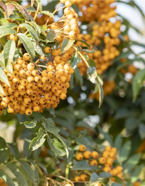 Sorbus aucuparia 'Autumn Spire'®