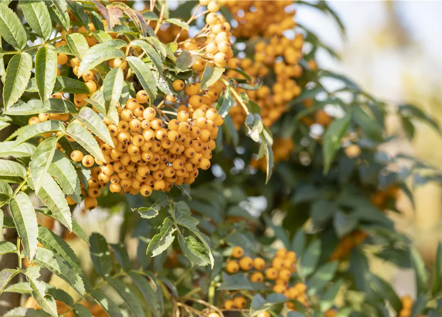 Sorbus aucuparia 'Autumn Spire'®