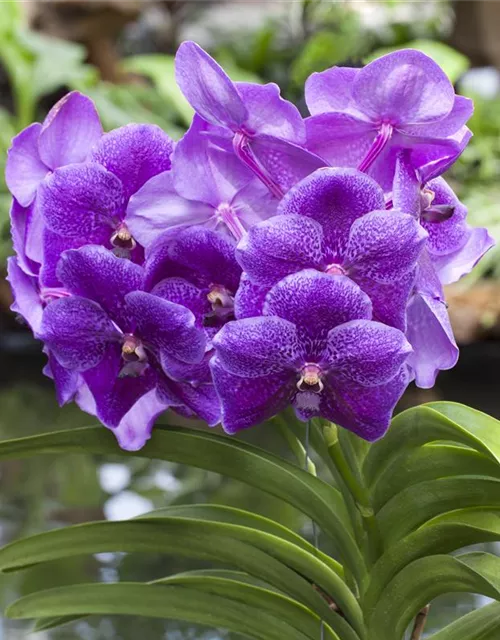 Vanda