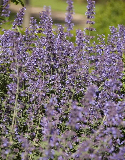 Salvia nemorosa