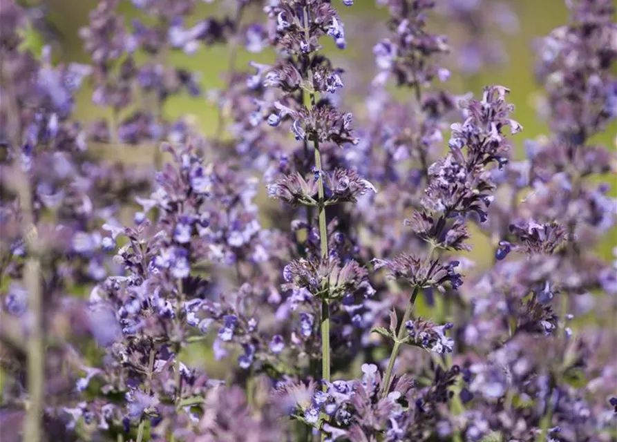 Salvia nemorosa