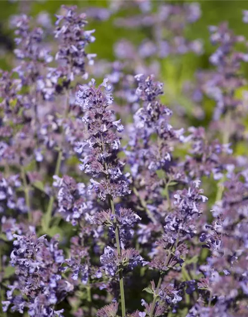 Salvia nemorosa