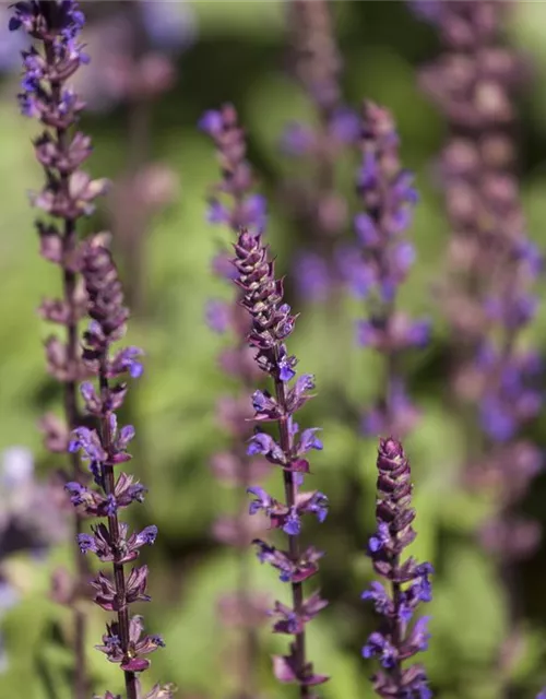 Salvia nemorosa