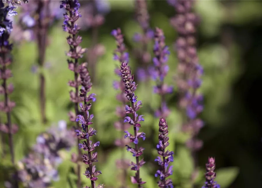 Salvia nemorosa