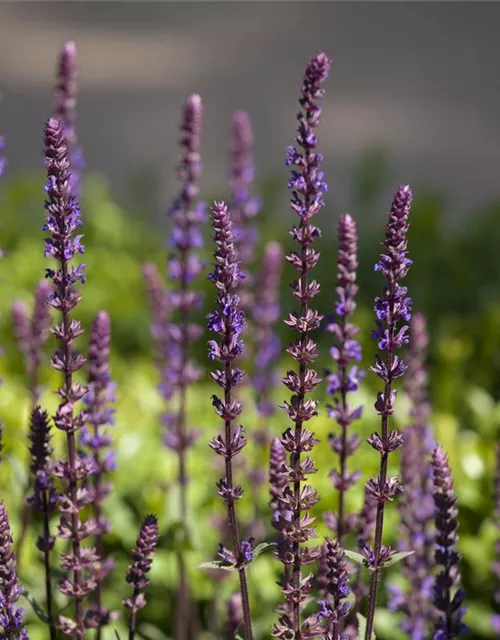 Salvia nemorosa