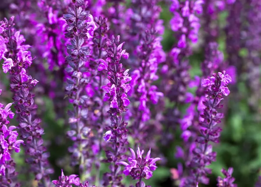 Salvia nemorosa