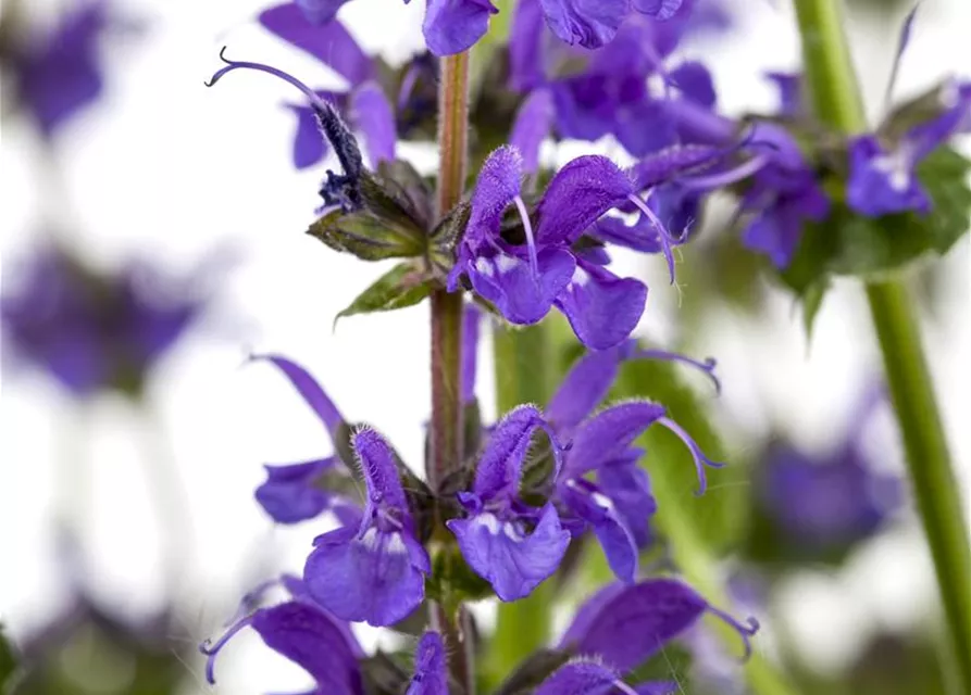 Salvia nemorosa