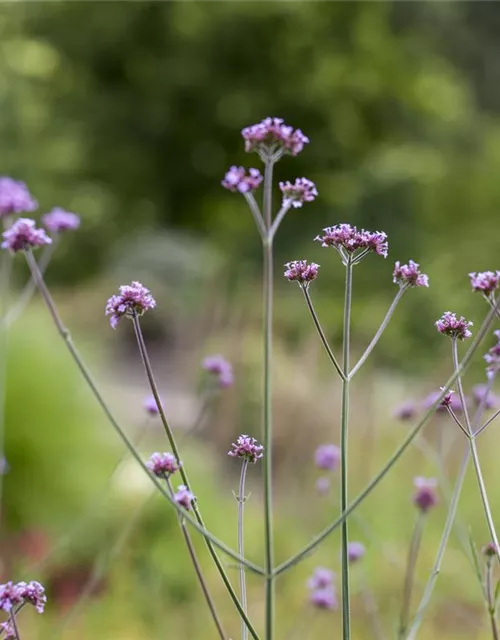 Verbena bonariensis