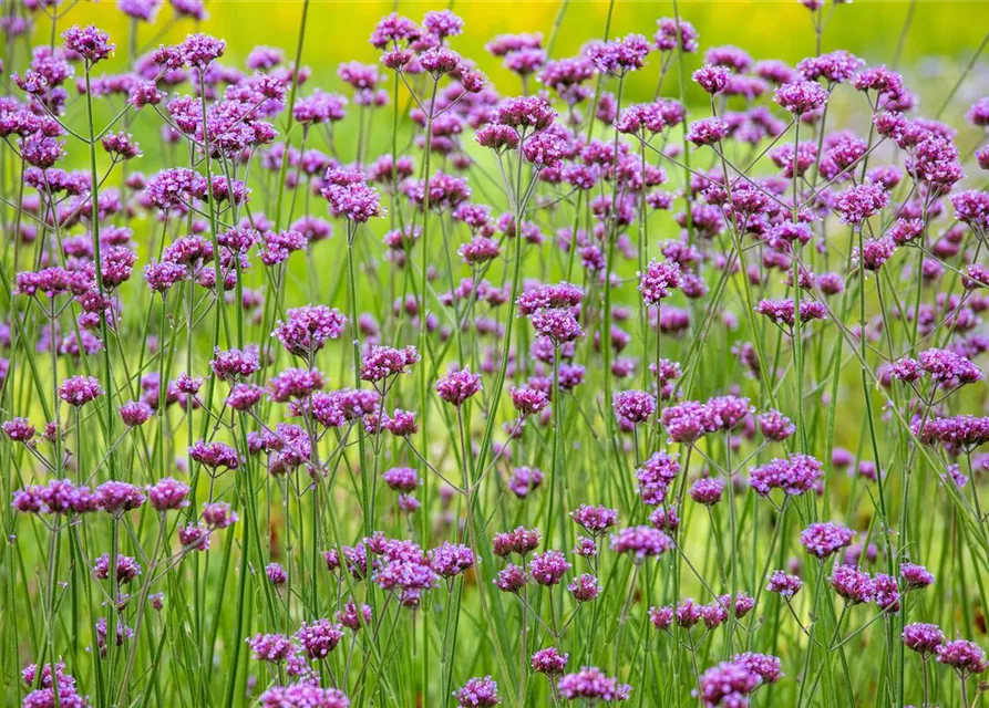 Verbena bonariensis