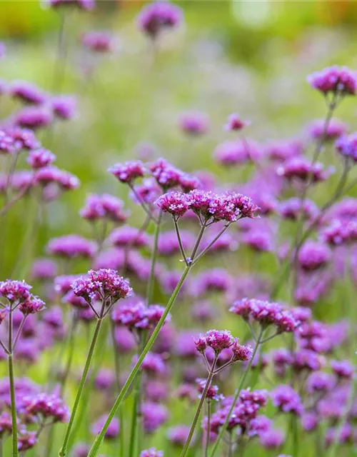 Verbena bonariensis