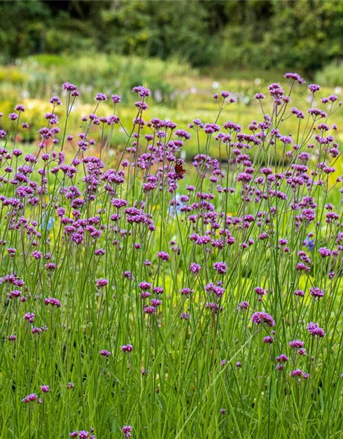 Verbena bonariensis