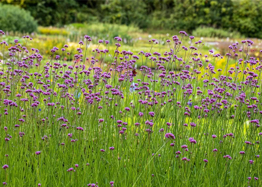 Verbena bonariensis