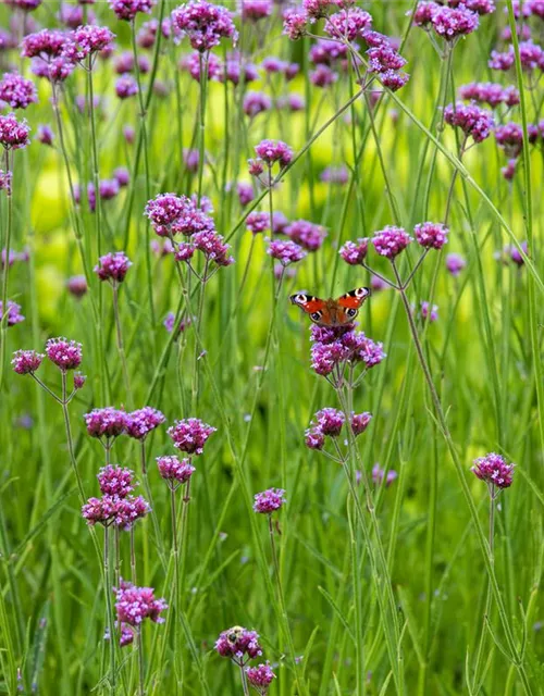 Verbena bonariensis