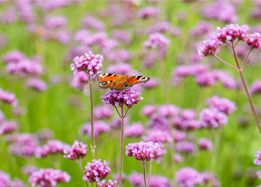 Verbena bonariensis