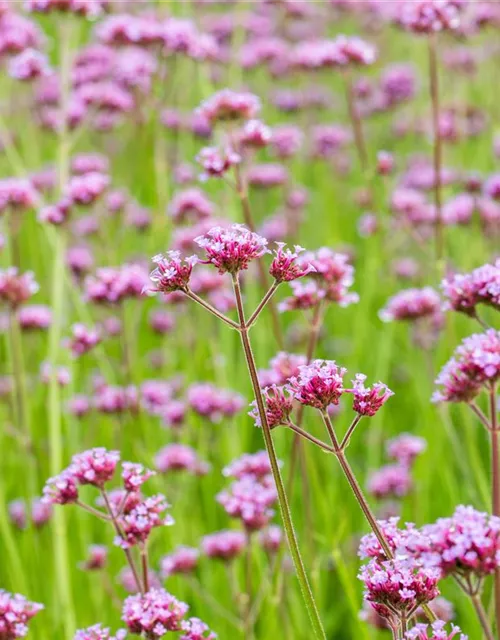 Verbena bonariensis