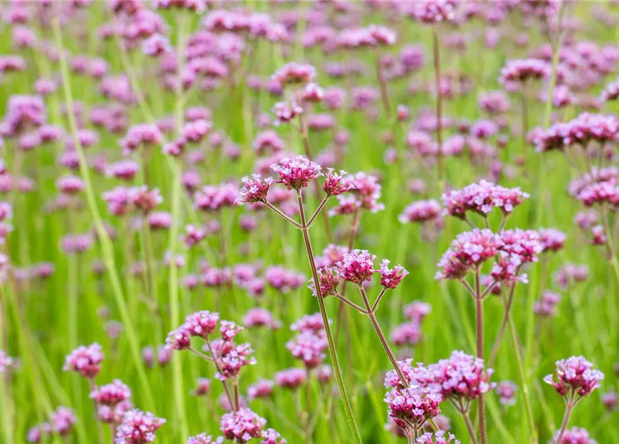 Verbena bonariensis