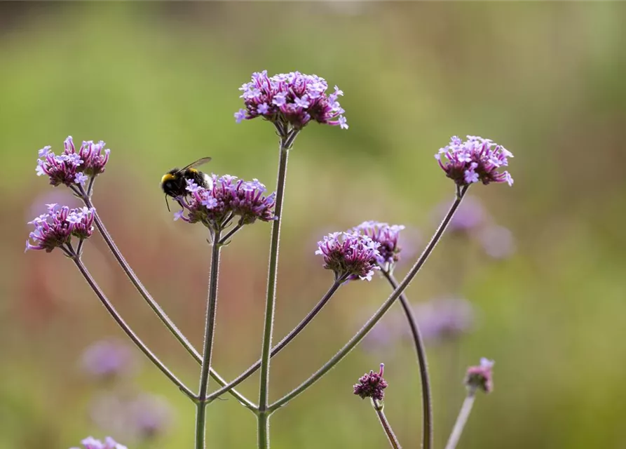 Verbena bonariensis