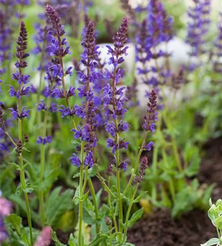 Salvia nemorosa 'Ostfriesland'