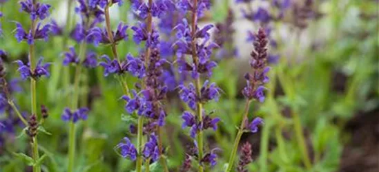 Salvia nemorosa 'Ostfriesland'