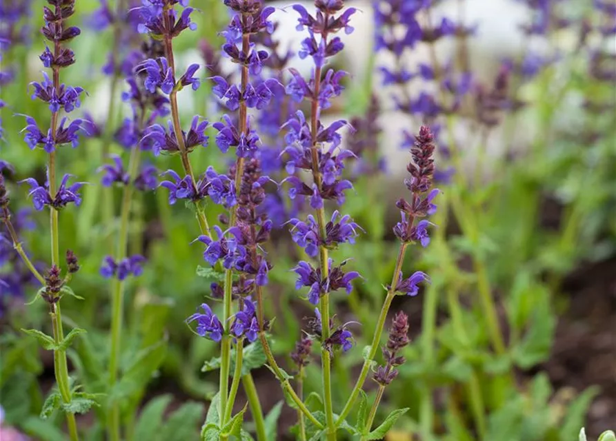 Salvia nemorosa 'Ostfriesland'