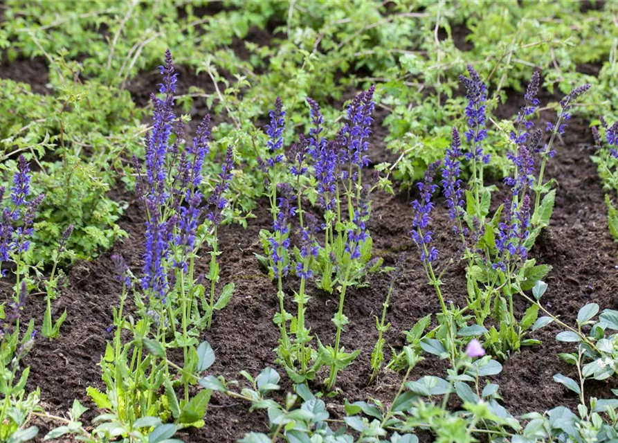 Salvia nemorosa 'Ostfriesland'