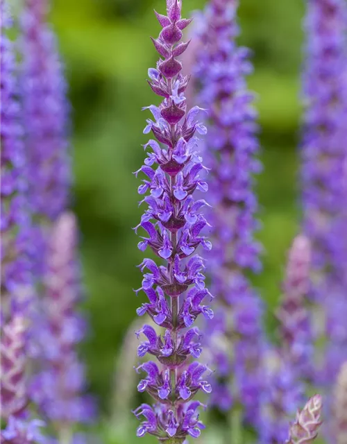 Salvia nemorosa 'Ostfriesland'