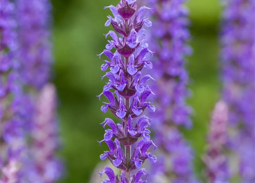 Salvia nemorosa 'Ostfriesland'