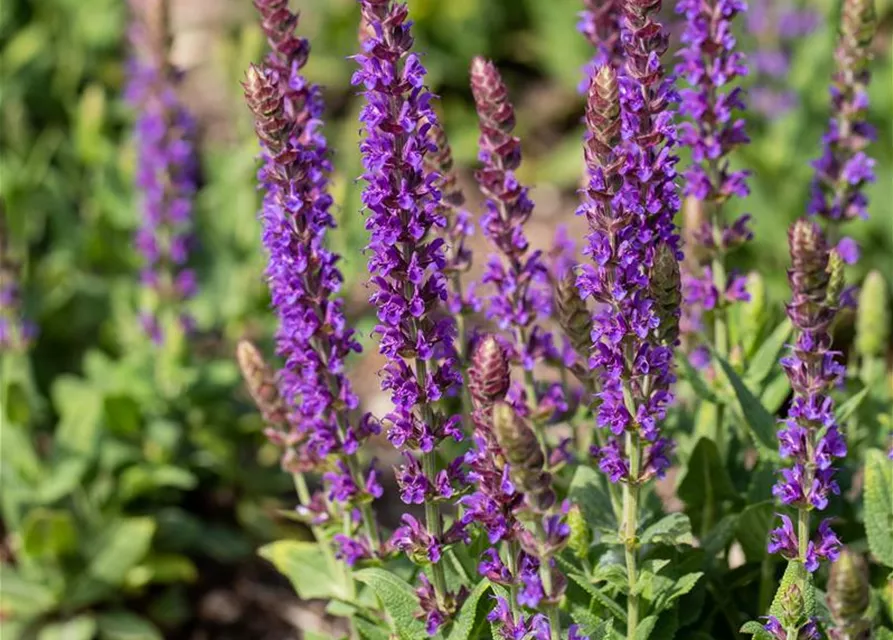 Salvia nemorosa 'Ostfriesland'