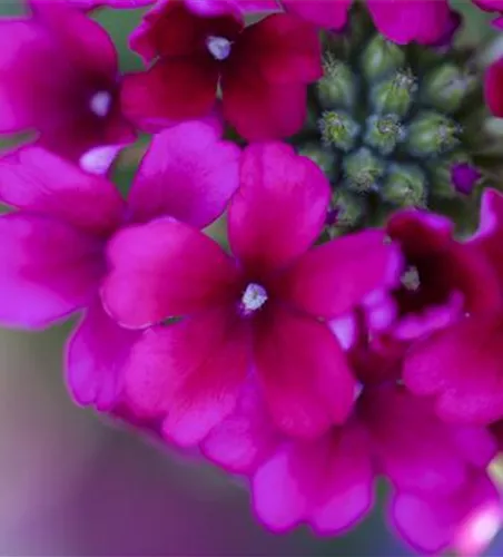 Verbena Hybride