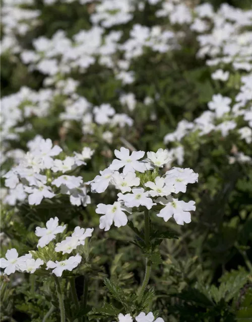 Verbena Hybride