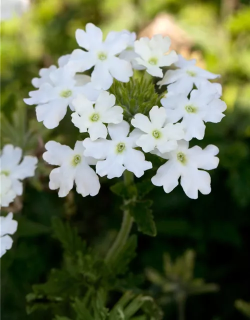 Verbena Hybride