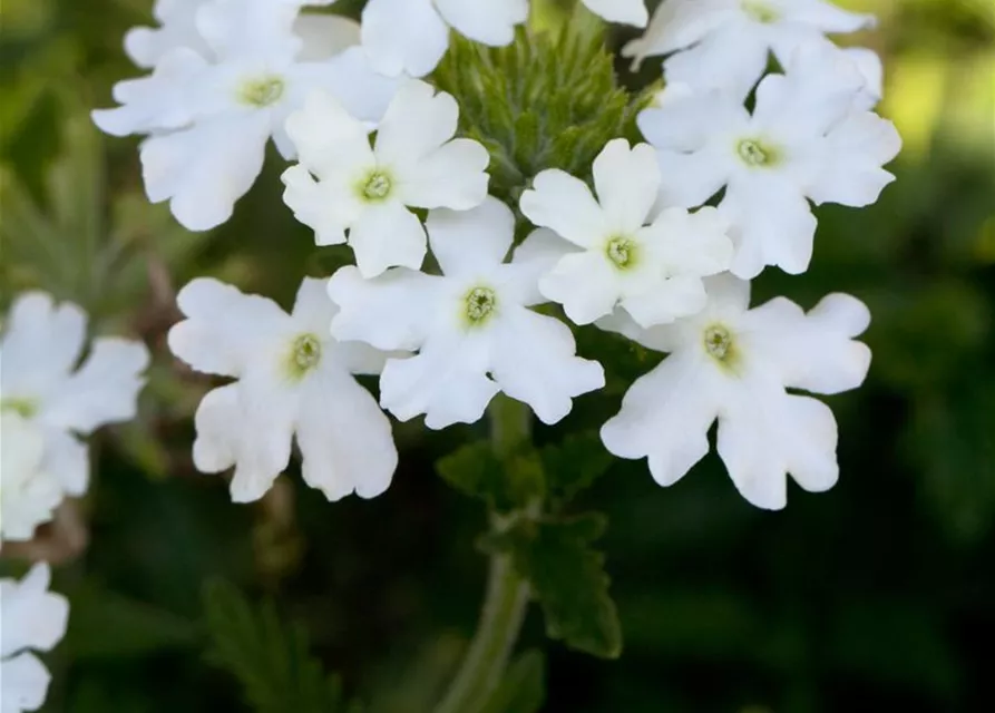 Verbena Hybride