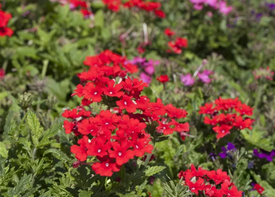 Verbena Hybride