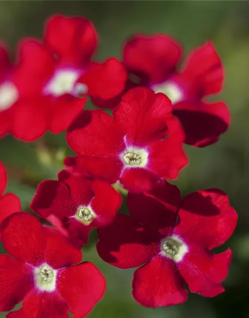 Verbena Hybride