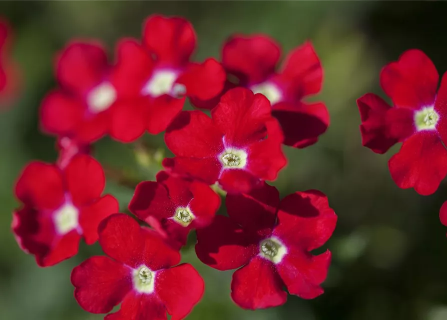 Verbena Hybride