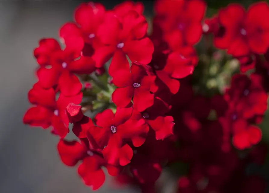 Verbena Hybride