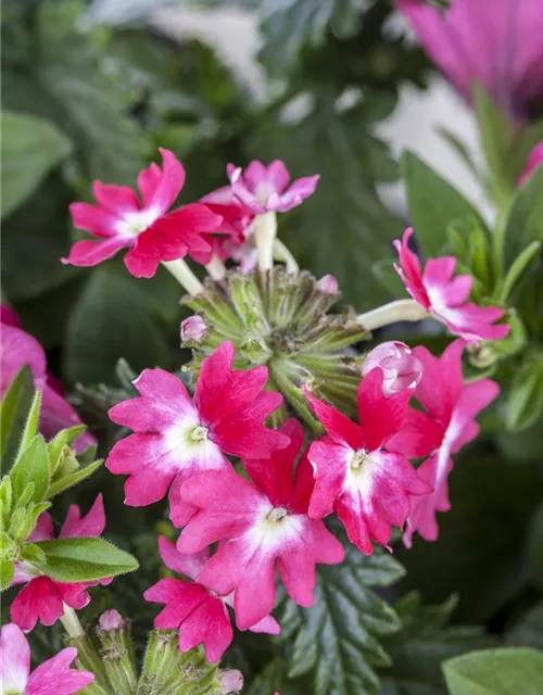 Verbena Hybride