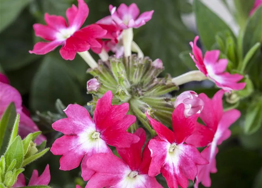 Verbena Hybride